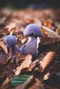 Mushrooms Cortinarius violaceus Selective Focus