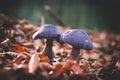 Mushrooms Cortinarius violaceus Selective Focus