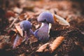 Mushrooms Cortinarius violaceus Selective Focus