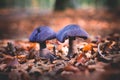 Mushrooms Cortinarius violaceus Selective Focus