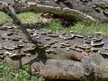 Mushrooms covered with fallen tree trunk