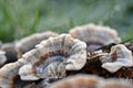 Mushrooms covered with frost, Trametes versicolor, Turkey Tail Mushrooms with frost