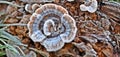 Mushrooms covered with frost, Trametes versicolor, Turkey Tail Mushrooms with frost