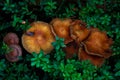 Mushrooms on cowberry glade