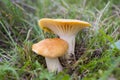 Mushrooms Cuphopyllus pratensis Royalty Free Stock Photo