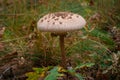 Mushrooms cut in the woods. Mushroom boletus edilus. Popular white Boletus mushrooms in forest.