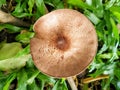 Mushrooms cut in the woods. Mushroom boletus edilus. Popular white Boletus mushrooms in forest.