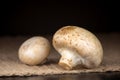 Mushrooms on the dark background