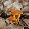 Mushrooms in dry foliage. Royalty Free Stock Photo