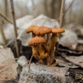 Mushrooms in dry foliage. Early spring. Royalty Free Stock Photo