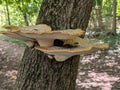 Mushrooms on a dying tree in the woods Royalty Free Stock Photo