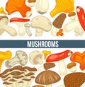 Mushrooms edible mushrooming poster. Vector flat champignon and boletus or forest chanterelle and lobster mushroom