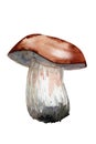 Mushrooms, edible mushrooms and toadstools, forest mushrooms. Watercolor illustration, handmade. Royalty Free Stock Photo