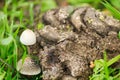 Mushrooms emerging in cow dung