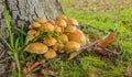 Mushrooms fairy ring marasmius oreades