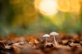 Mushrooms and fallen autumn leaves in forest bright sunlight and soft background Royalty Free Stock Photo