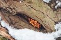 Mushrooms on fallen tree with snow. Winter forest. Fungi on a tree stump with snow. Winter season and weather Royalty Free Stock Photo