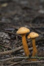 Mushrooms False Chanterelle Hygrophoropsis aurantiaca Royalty Free Stock Photo