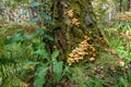 Mushrooms false Honey fungus forest