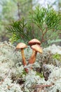 Mushrooms false honey fungus grows in moss