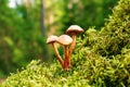 Mushrooms false honey fungus grows in moss