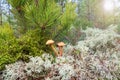 Mushrooms false honey fungus grows in moss