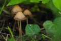 Mushrooms Royalty Free Stock Photo