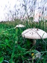 Mushrooms on the field Royalty Free Stock Photo