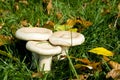 Mushrooms in the field