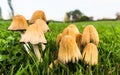 Mushrooms in the field