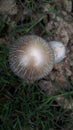 Mushrooms in the field, photo taken from above