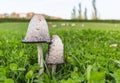 Mushrooms in the field