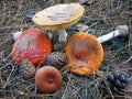 Mushrooms fly agaric in a pine forest, still life. Royalty Free Stock Photo