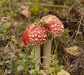 Mushrooms Fly Agaric Red, Amanita Muscaria, growing in forest Royalty Free Stock Photo
