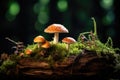 Mushrooms fly agaric on a stump in moss Royalty Free Stock Photo