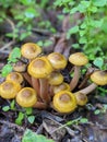 Mushrooms in the forest.