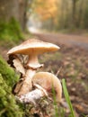 Mushrooms in forest along path Royalty Free Stock Photo