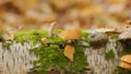 Mushrooms in forest. Armillaria mellea mushrooms grow on a fallen tree. Close up.