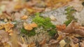 Mushrooms in forest. Armillaria mellea mushrooms grow on a fallen tree. Selective focus. Royalty Free Stock Photo