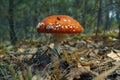 Mushrooms in the forest. Autumn fly mortem