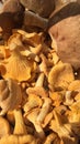 Mushrooms, forest, Belarus, picked myself, chanterelles, very tasty