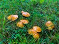 Mushrooms in the foreston on a morning