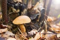 Mushrooms in the forest. bovinus mushrooms Royalty Free Stock Photo