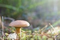 Mushrooms in the forest. bovinus mushrooms Royalty Free Stock Photo