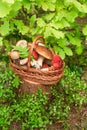 Mushrooms in forest. Card on autumn or summertime. Forest harvest. Boletus, aspen, chanterelles, leaves, buds, berries, Top view