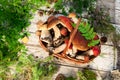 Mushrooms in forest. Card on autumn or summertime. Forest harvest. Boletus, aspen, chanterelles, leaves, buds, berries, Top view Royalty Free Stock Photo