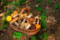 Mushrooms in forest. Card on autumn or summertime. Forest harvest. Boletus, aspen, chanterelles, leaves, buds, berries, Top view