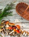 Mushrooms in forest. Card on autumn or summertime. Forest harvest. Boletus, aspen, chanterelles, leaves, buds, berries, Top view
