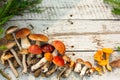 Mushrooms in forest. Card on autumn or summertime. Forest harvest. Boletus, aspen, chanterelles, leaves, buds, berries, Top view