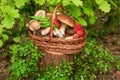 Mushrooms in forest. Card on autumn or summertime. Forest harvest. Boletus, aspen, chanterelles, leaves, buds, berries, Top view Royalty Free Stock Photo